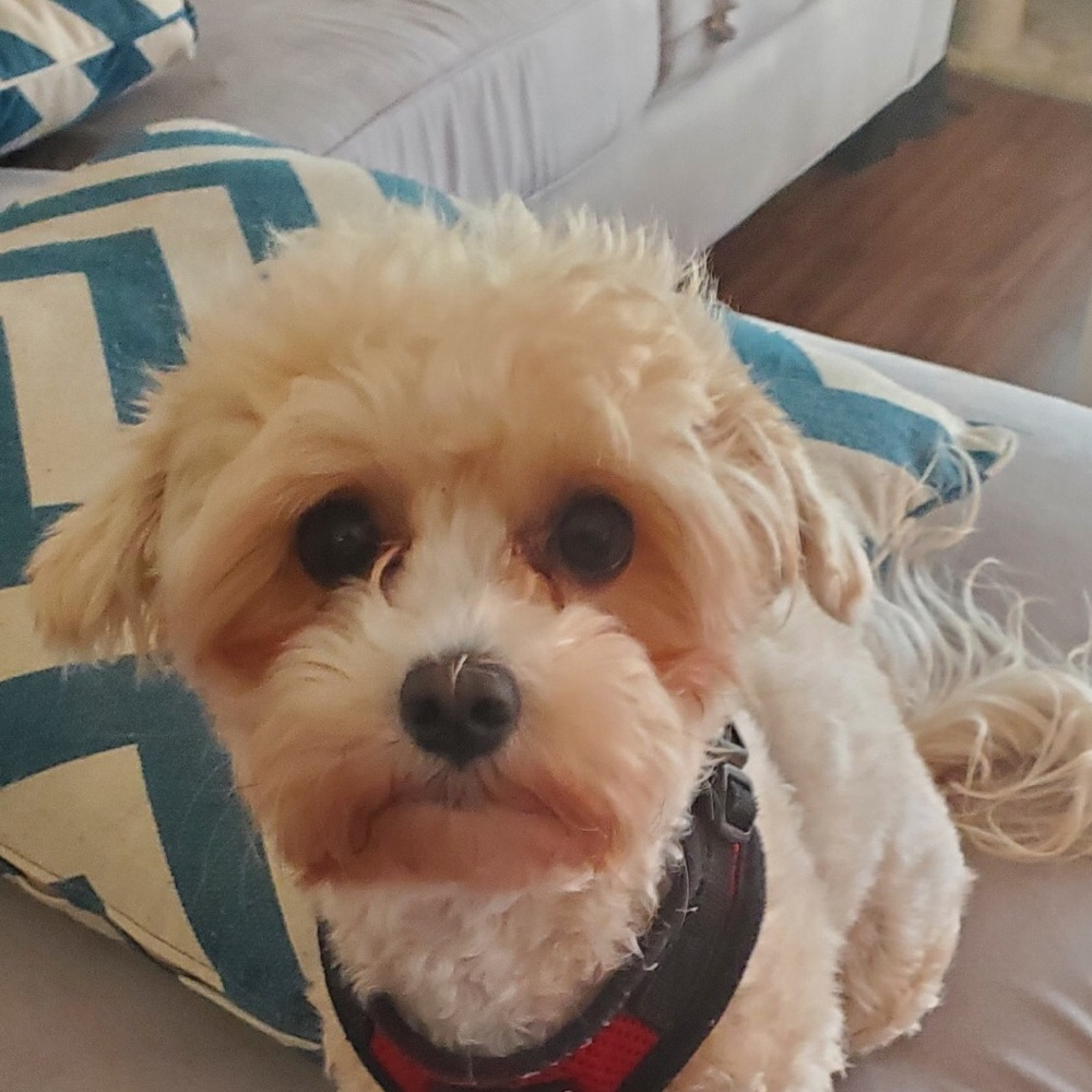 Meet your Posher, Adriana